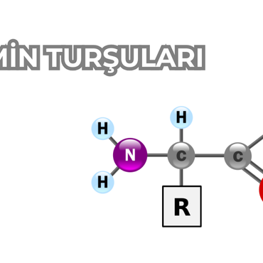Amin turşuların insan orqanizmindəki rolu